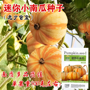 黄贝贝迷你小南瓜种子四季板栗苗味香糯粉甜红绿春秋蔬菜种种籽孑