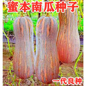 早栗蜜本南瓜种子超甜粉面蜜本甜南瓜早熟高产耐贮运四季 蔬菜种籽