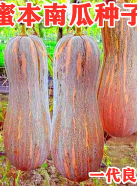 早栗蜜本南瓜种子超甜粉面蜜本甜南瓜早熟高产耐贮运四季蔬菜种籽