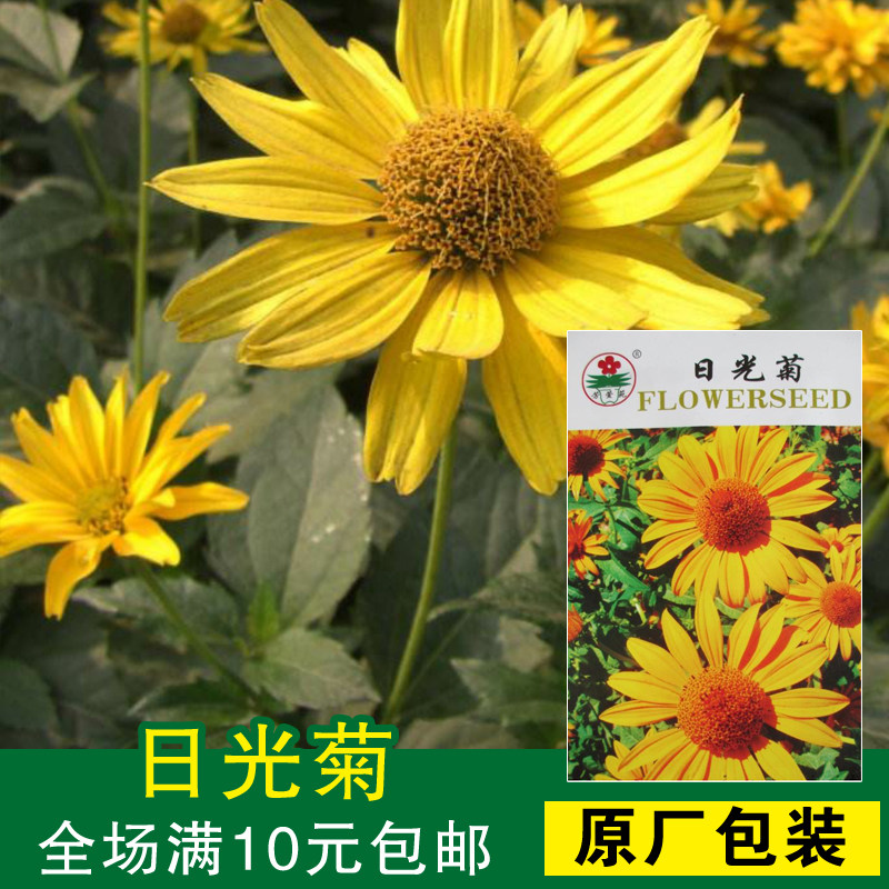 日光菊种子 金光菊 菊花花籽 花卉种子  耐寒 花坛种子 阳台盆栽