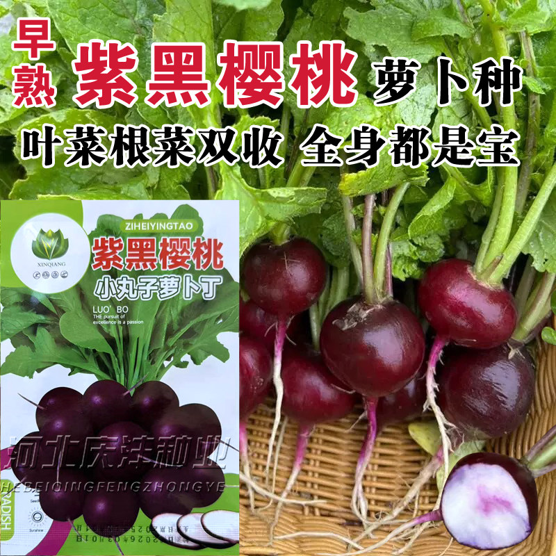 紫黑樱桃萝卜种子四季播种水果型脆嫩多汁蔬菜种子四季播种20天摘