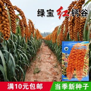 香小米种子 高产抗倒 麻雀不叼毛谷种子 鸟不吃红钙谷子 种子