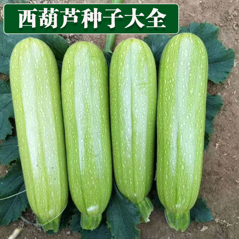 西葫芦种子西葫芦种籽高产四季春季无蔓油亮翠绿香蕉西葫芦大全