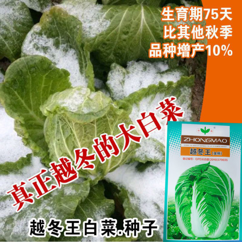 越冬王白菜种籽抗烧心冬储白菜籽