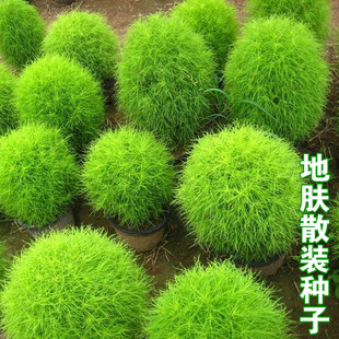 地肤种子 扫帚草种子 花卉种子 城市绿化常用种子 花种子