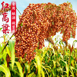 笤帚糜子种子扫帚红高粱种籽甜高粱北方甘蔗酿酒食用牧草庭院扫帚