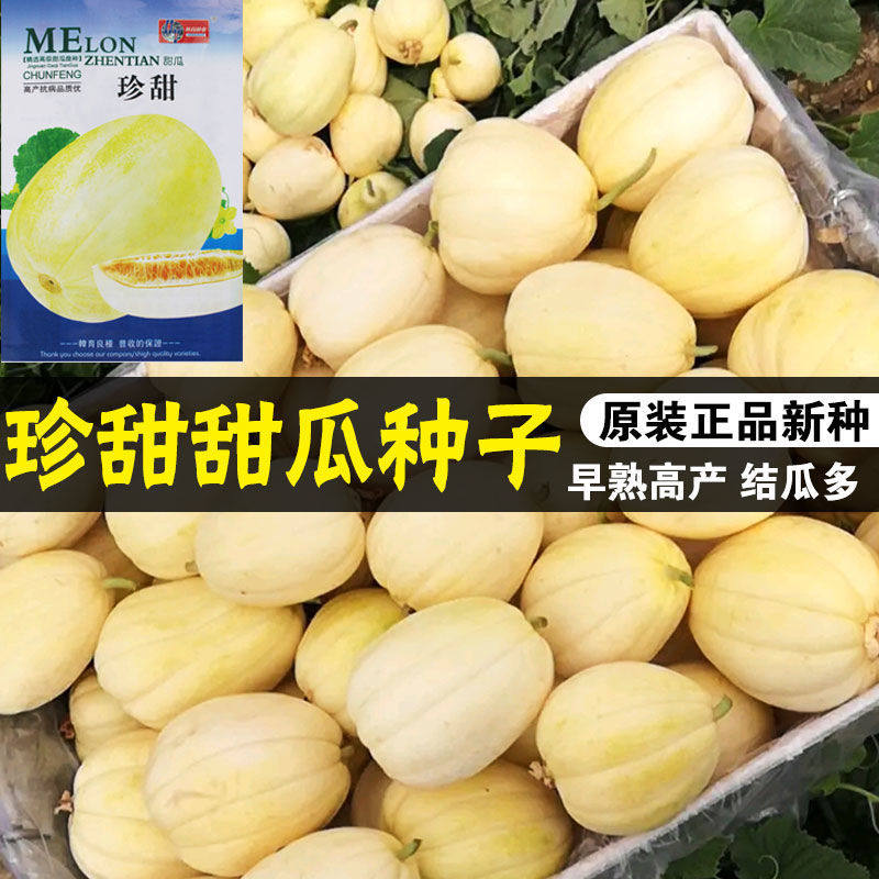 珍甜白甜瓜东北香瓜种子香甜脆玉甜瓜东北甜瓜种子早熟阳台春季播