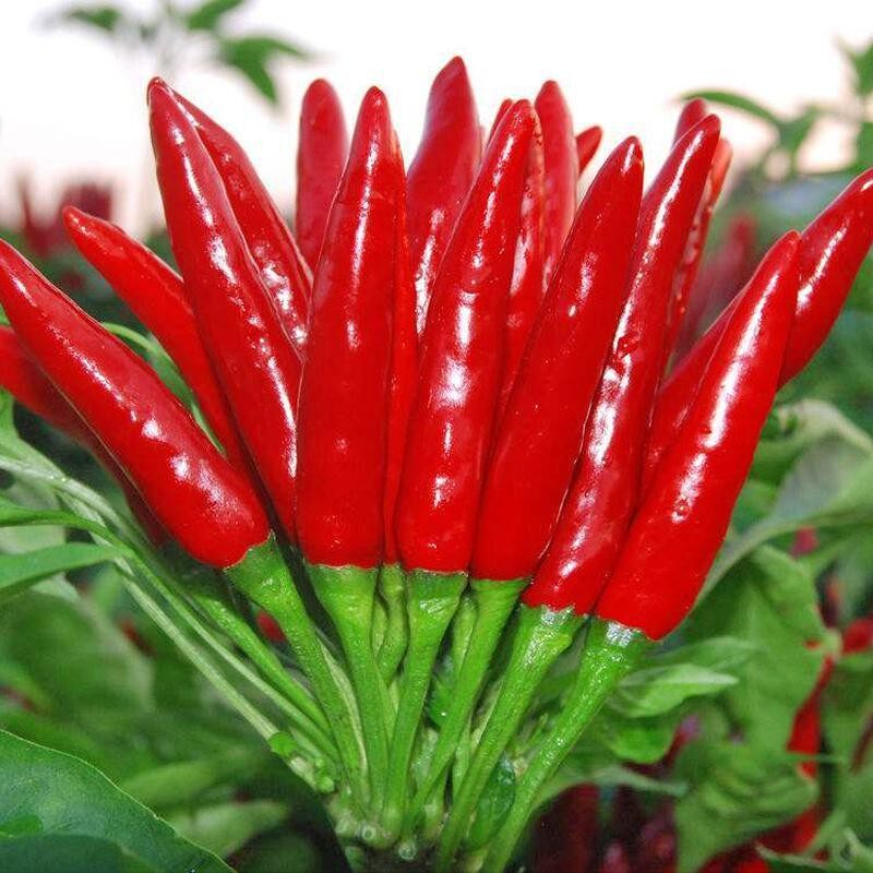 日本朝天椒种子小红辣椒四川火辣朝天椒种籽小米椒辣椒种子超辣