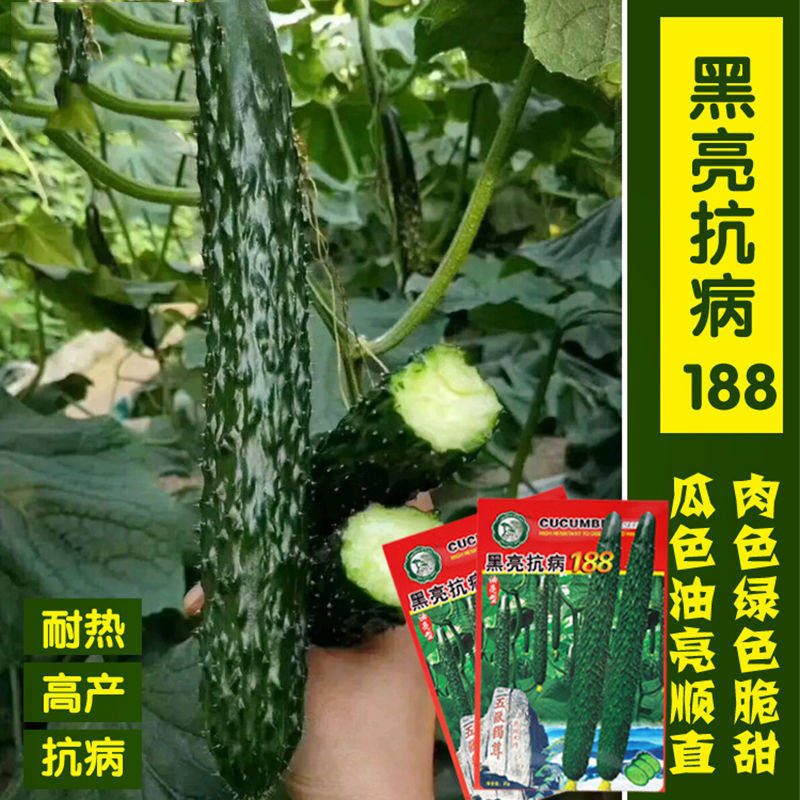 黑亮抗病188黄瓜密刺油亮型 夏播耐高温 高湿 高抗病种子陆地大棚