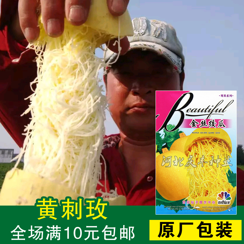 金丝搅瓜种子丝瓜春季夏季秋季种子蔬菜粉丝南瓜绞瓜种子阳台盆栽