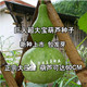 包邮 60厘米葫芦种子满 罕见 适合庭院观光 巨型大葫芦种子