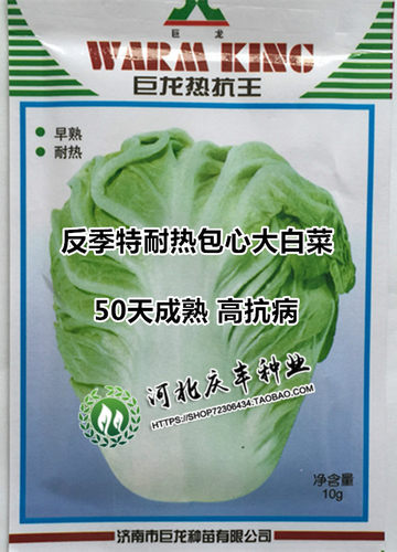 巨龙热抗王白菜种子抗热夏阳产量