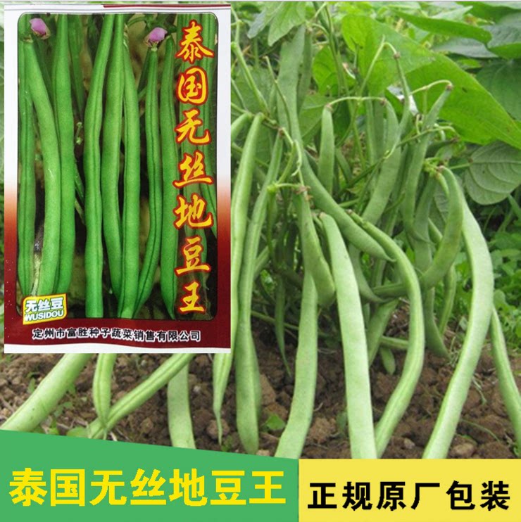 阳台屋顶种菜 蔬菜种子 泰国无筋架豆 豆角 四季豆 菜豆 无丝豆角