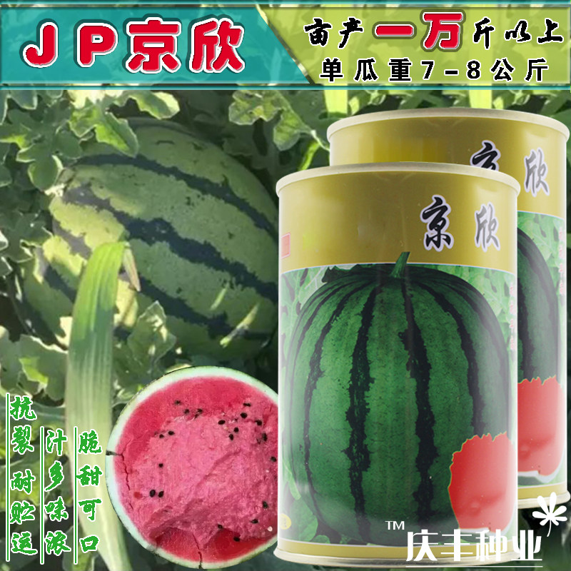 京欣西瓜种子 高产 特大 早熟 超甜 超8824 京欣 耐低温 抗病大田