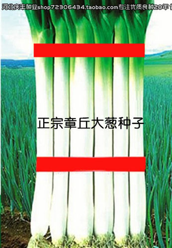 正宗山东章丘大葱籽新种子大葱籽蔬菜种子四季葱种甜特大孑籽 - 封面