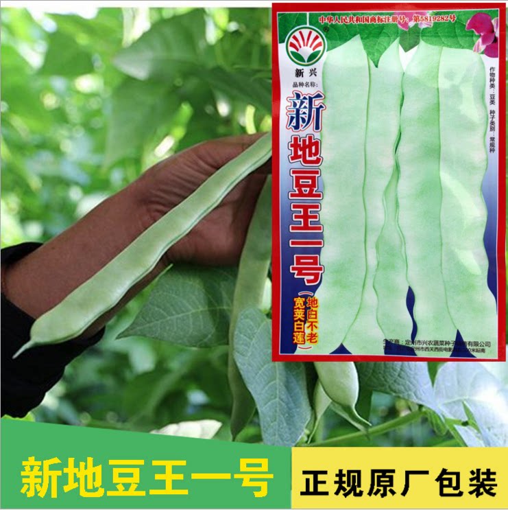 豆角种子  地豆王  地芸豆 无架四季豆 早熟抗病 宽荚白莲 白不老