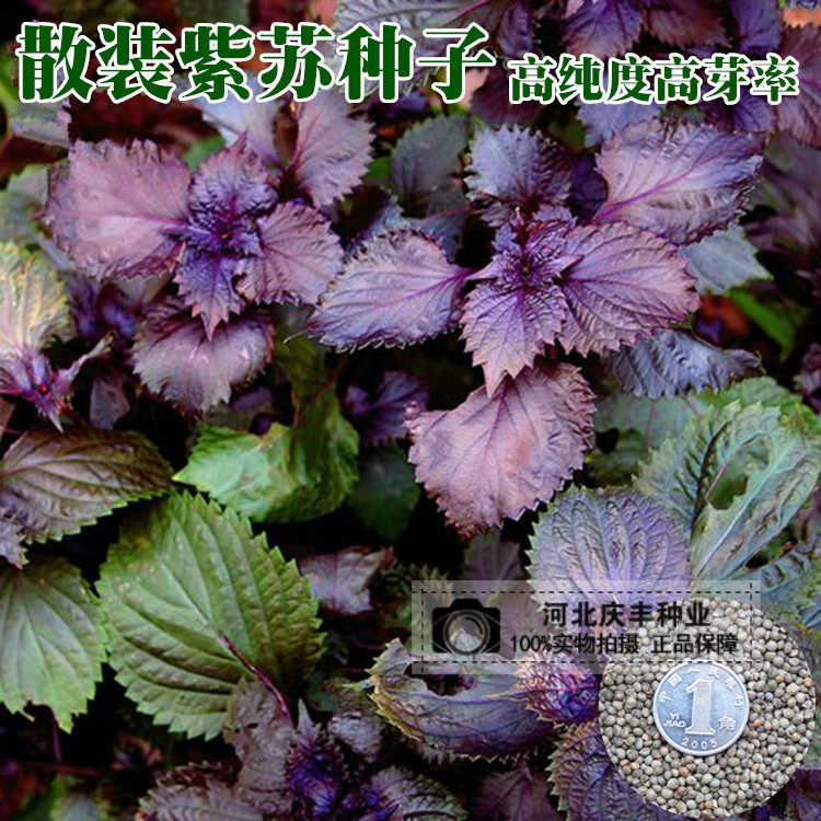 双色苏子种子 大叶 耐寒紫苏 阳台 盆栽蔬菜种子大田基地用种