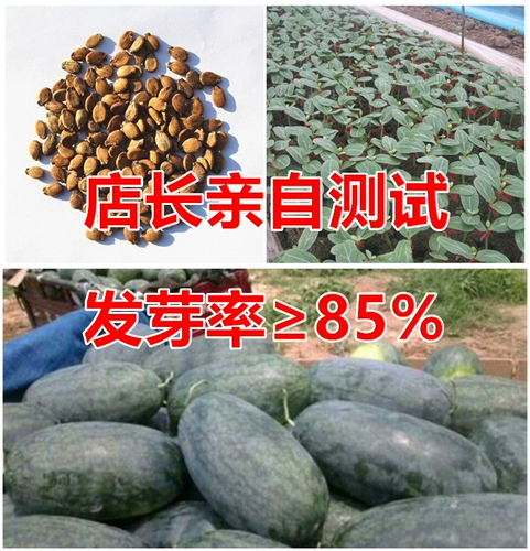 Ленивый черный повелитель арбуз супер сладкий четыре сезона черный повелитель черный красавиц гигант арбуз