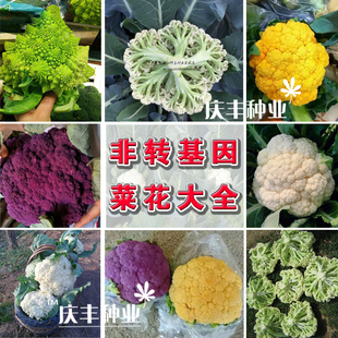 蔬菜种子 花椰菜种子 松花菜 西兰花 宝塔菜花 紫菜花春秋播耐热