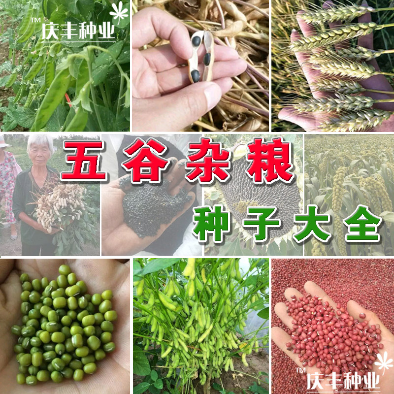 五谷杂粮种子豆子毛豆谷子食葵芝麻小麦花生蚕豆等高产耐旱抗倒伏