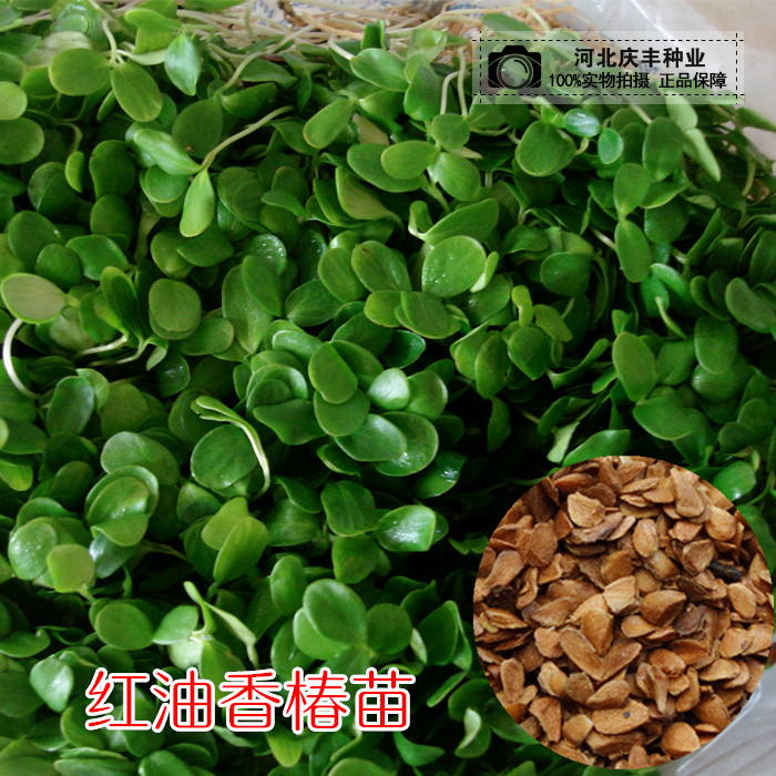 红油香椿苗芽苗菜种子纯蔬菜