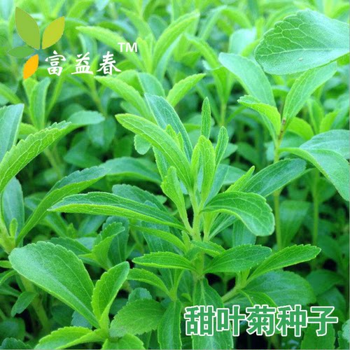 甜味植物甜叶菊香草可泡茶
