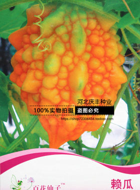 蔬菜种子春季小苦瓜