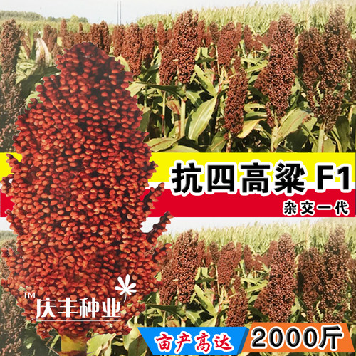 杂粮矮生抗旱红高粱酿酒种子