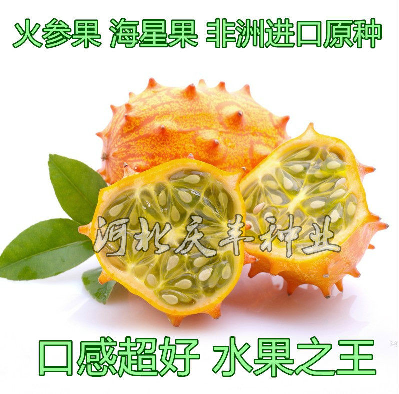【火参果种子】火星果|海参果|非洲蜜瓜种子|刺角瓜奇瓜异果种子