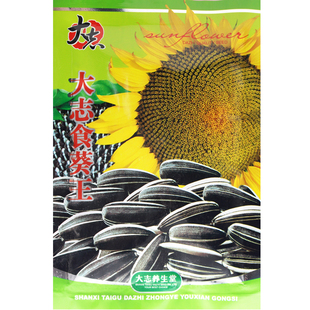 大志食葵葵花种子 高产瓜子葵花籽大头油葵 大粒食用向日葵种子