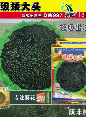 美国超矮大头DW997油葵向日葵种子200g 葵花籽 出油高优质高产