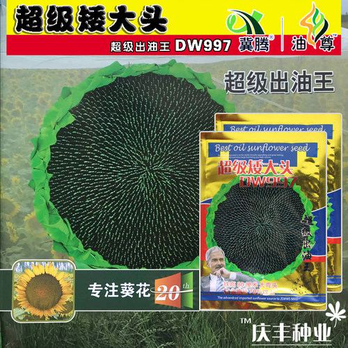 超矮大头dw997200g出油向日葵
