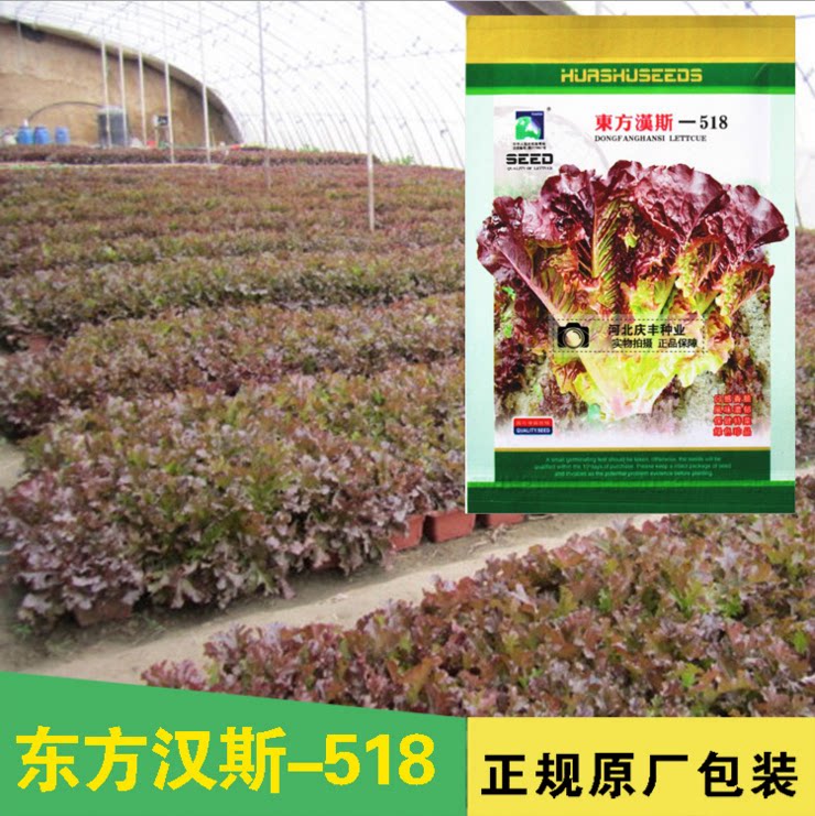 东方汉斯沙拉菜紫叶生菜种子春季四季播种四季沙拉生菜紫生菜蔬菜
