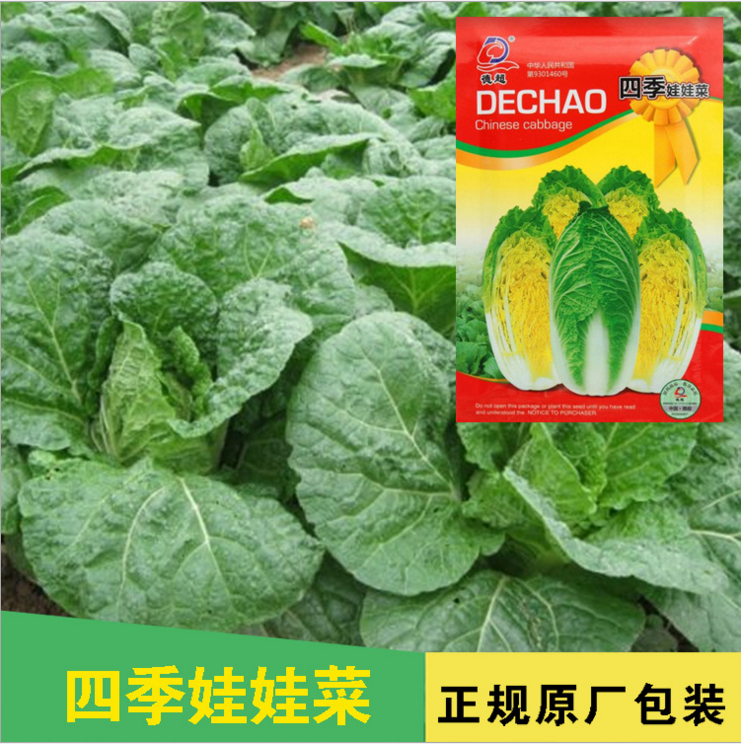 娃娃菜种子 高端娃娃菜种子 耐热耐寒 早熟黄芯特嫩 口感好 大田