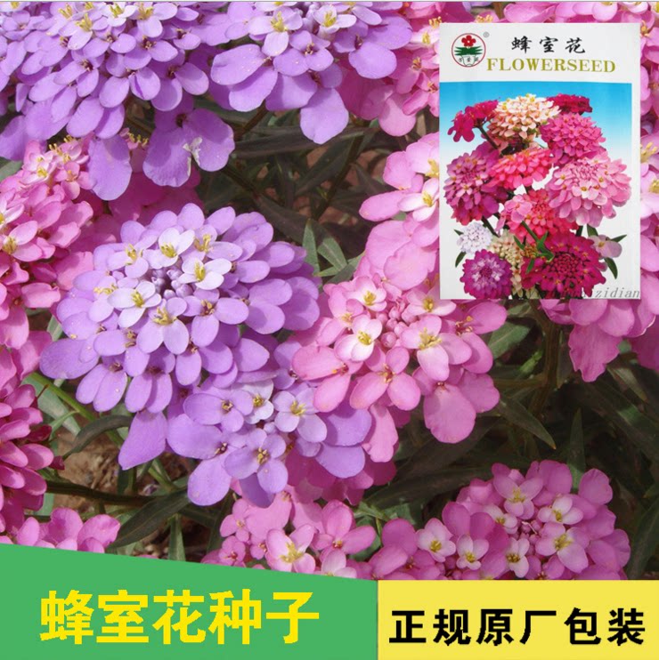 花种 蜂室花种子混色 观赏花卉阳台庭院种植盆栽 屈曲花易种好活