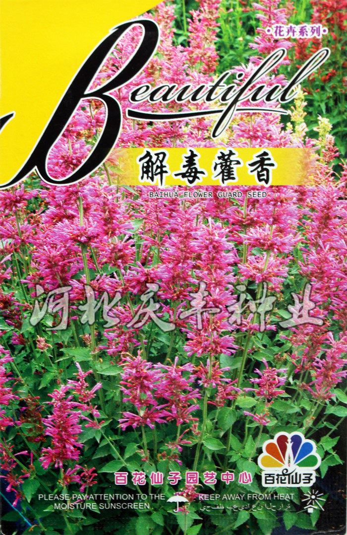 【藿香种子】中药材霍香种子霍香正气香草种子纯新藿香籽