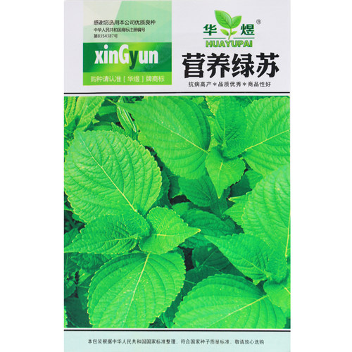 绿苏种子苏子苏叶适合黄瓜煮粥能