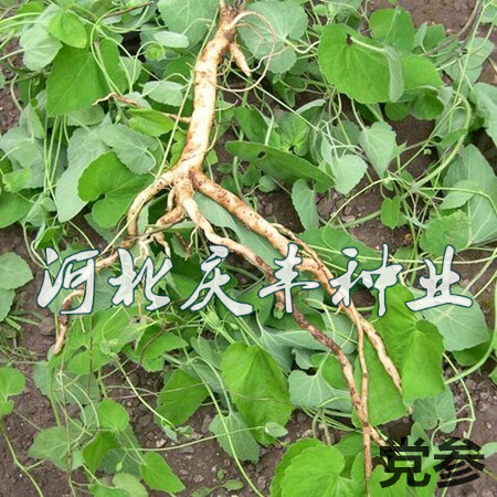 中草药党参种子 药食两用 中药材种子 阳台盆栽庭院种植 四季易种