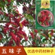 药食两用 泡茶泡酒 盆栽庭院 中药五味子种子 四季 易种 5克 药材