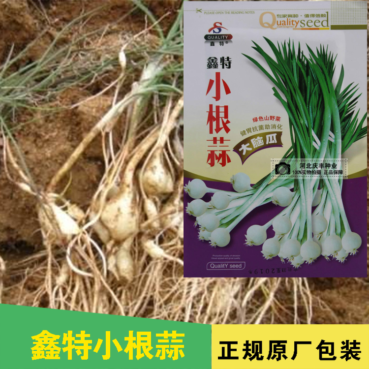 蔬菜山蒜春季耐寒庭院种子