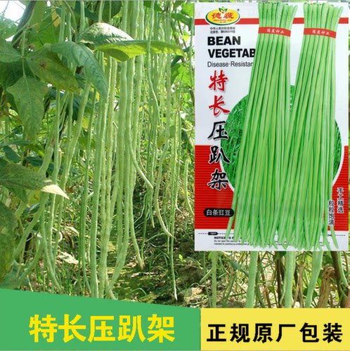 农家高产江豆爬藤白绿条肉厚种子