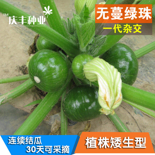 无蔓绿珠早熟小青瓜蔬果南瓜种子