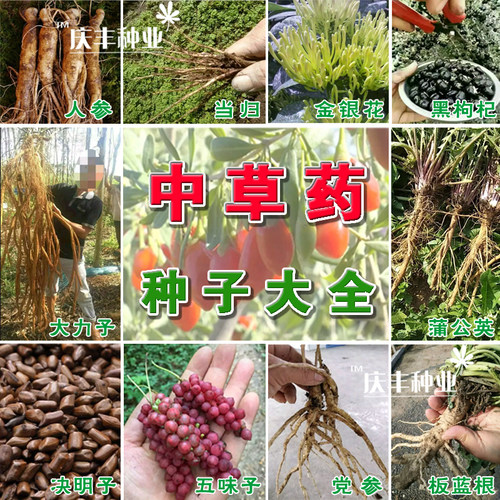 中草药板蓝根党参当归枸杞种子