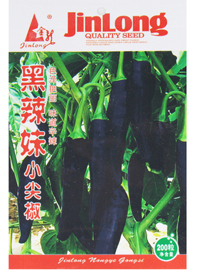 黑辣妹小尖椒种子超辣小米椒黑色朝天椒四季阳台盆栽蔬果蔬菜种子