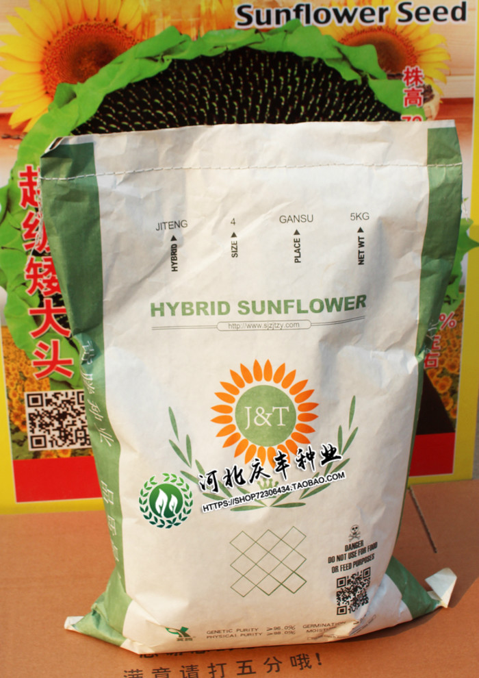 美国矮大头油葵向日葵花种子懒汉出油王 高油73.5% 基地抗病早熟