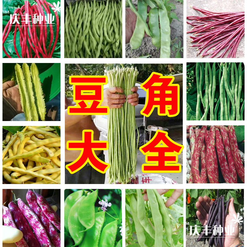 豇豆大全豆角种子四季豆红豇豆无架豆芸豆种子籽孑绿长豆角春夏秋
