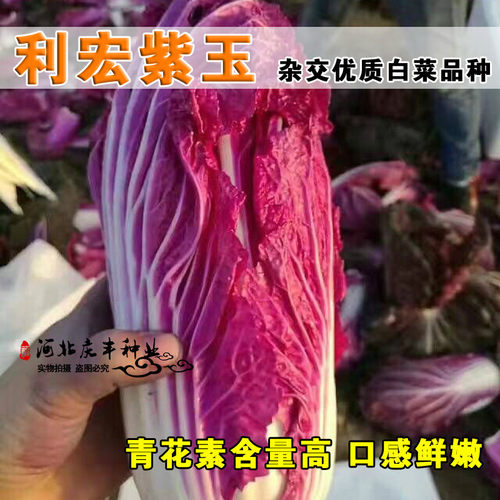 利宏紫玉大白菜紫色紫红色
