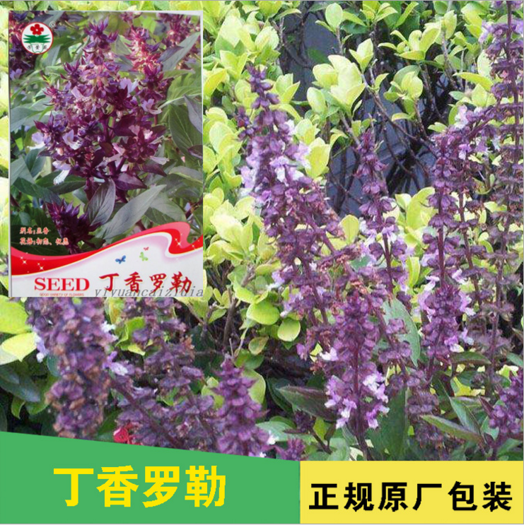 丁香罗勒 驱蚊草 芳香型庭院种植 西餐香料 叶可驱赶蚊虫肠寄生虫