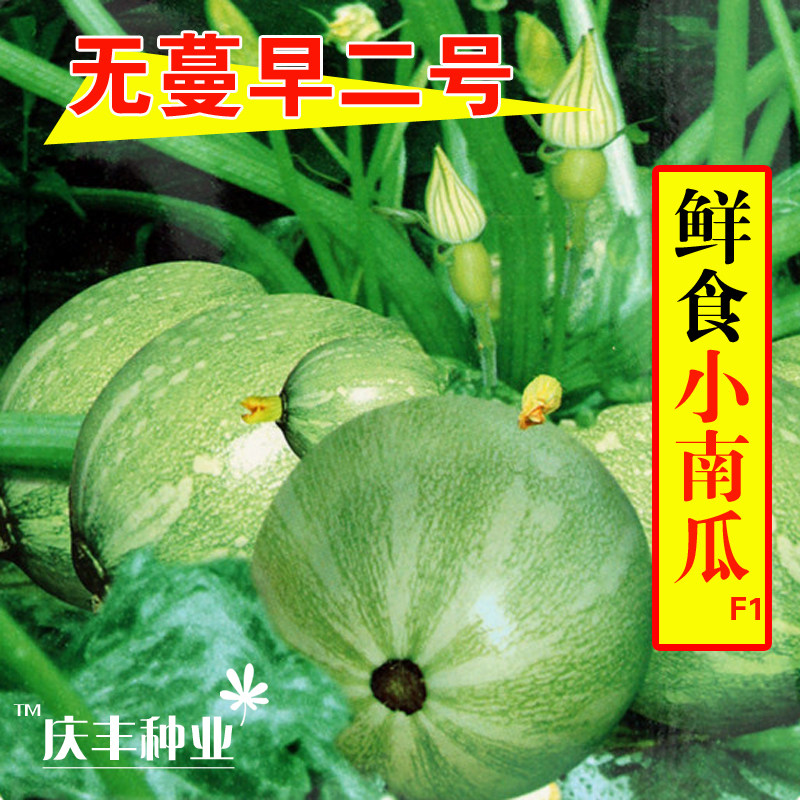 玉玲/南瓜短藤无蔓小青瓜种子早熟 农户大田高产蔬菜蔬果种子10g