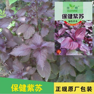 华煜营养紫苏种子 播蔬菜种子 紫苏种子家庭蔬菜种子阳台盆栽 四季